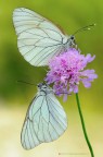 Aporia crataegi