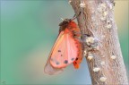 Phragmatobia fuliginosa (Arctidae)