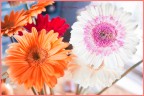 i primi colori della primavera........:)