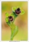 HR: http://s6.imagestime.com/out.php/i545558_HROphrysbombyliflora.jpg

Dati di scatto: 90 mm, doppia esp a f11, treppiedi, scatto remoto, pannellini vari.

Salve a tutti!!

Propongo questo scatto di qualche giorno fa fatto in compagnia di un amico presso la riserva del Monte Cofano TP, nn c'era granch in giro (dato che l'area  molto arida e scarsamente boschiva) ma abbiamo trovato un piccolissimo gruppetto di Ophrys bombyliflore. 

Una buona domenica

Saluti
Francesco