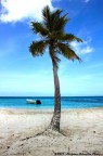 Saona Palm