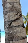 Cuts on Palm