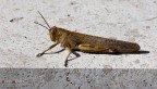 Anacridium aegyptium
