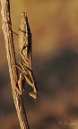 Scusate il titolo banale.

 uno scatto della scorsa estate.

Canon 40D
Vetro Canon 60mm F/2,8 USM

T/S 1/100 s
F/7
Esposizione -0,3
ISO 200
Mano libera

Versione HR - http://img857.imageshack.us/img857/2531/24827532.jpg