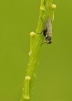 Mosca?