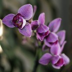 Ovviamente si tratta di una bellissima orchidea.
Primo test del Canon FD 50mm f/1.8 sulla E-PL2, una pdc quasi irraggiungibile con un obiettivo m4/3! Inoltre  il mio primo tentativo con un fiore, quindi confido nei vostri consigli per migliorare!!!

Dati scatto: Olympus E-PL2+Canon FD 50mm f/1.8 (@f/1.8, 1/125, ISO200). 

Suggerimenti e critiche sempre ben accetti!