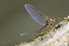 effimera