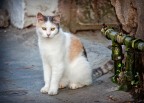 semplicemente &quot;gatto&quot;