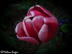 Tulipano