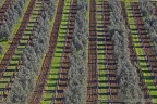 linee primaverili