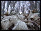 tenebre d'autunno