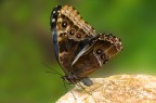 morpho peleides