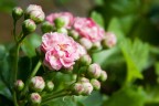 Iso 1600
35-80mm f/3.5-5.6
f/18
1/160 sec
Qui c' una versione con un bianco e nero selettivo: http://i56.tinypic.com/ff8x87.jpg
