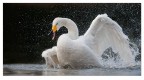 Cigno selvatico