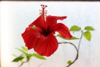 Fiore di Ibiscus