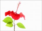 Fiore di Ibiscus - 10
