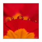 yellow red in five