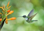 Ecuador, Papallacta femmina