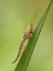 chironomide