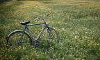 field of gold