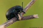 Timarcha nicaeensis (Chrysomelidae)