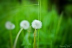 Dandelion Dandelion