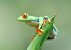 Costa Rica, Selva Verde.
Nikon D700, nikon 70-200 f2,8 VR, +anello macro 21mm +TC14 +monopiede.
ISO 1000, 280mm, f 6,3, 1-100 sec.