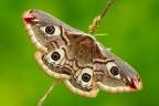 Saturnia pavoniella