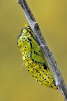Aporia crataegi