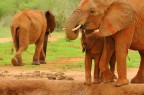 Kenia, Tsavo Est