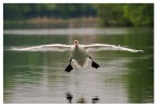 Cigno