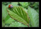La mia lady... ladybird