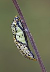Crisalide di Aporia