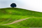 ...solitario secolare..