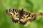 Zerynthia cassandra