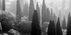 Bosco con cipressi