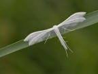 farfalla (pteroforide emmelina monodactyla)