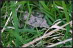 Un'altra foto scattata durante la passeggiata, un simpatico ranocchietto e' spuntato dal nulla del verde prato sul quale passeggiavamo.

Commenti e consigli sempre ben accetti! :)