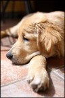 Zard (My Dog)