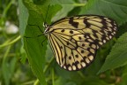 idea leuconoe