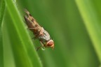bollicina