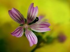 Malva