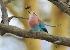 Coracias caudatus e scarabeo