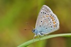 Prima licenide