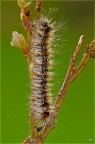 Eriogaster catax