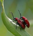 Apoderus coryli
