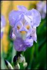 Iris Barbata