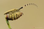 Agapanthia villosoviridescens