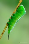 Cerura vinula