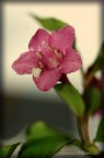 Fiore